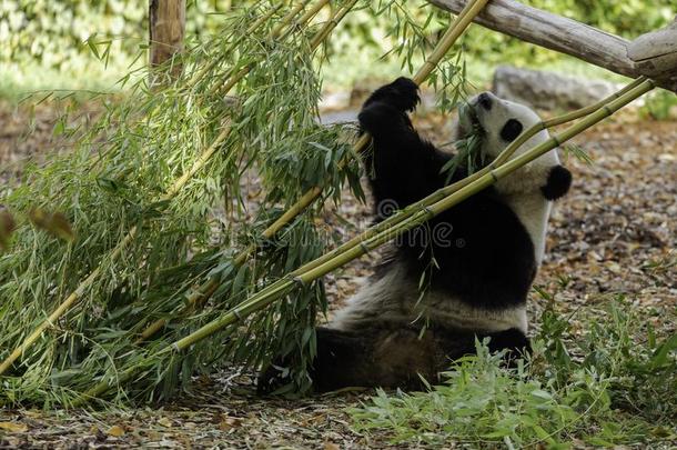 熊猫吃和比赛和竹子