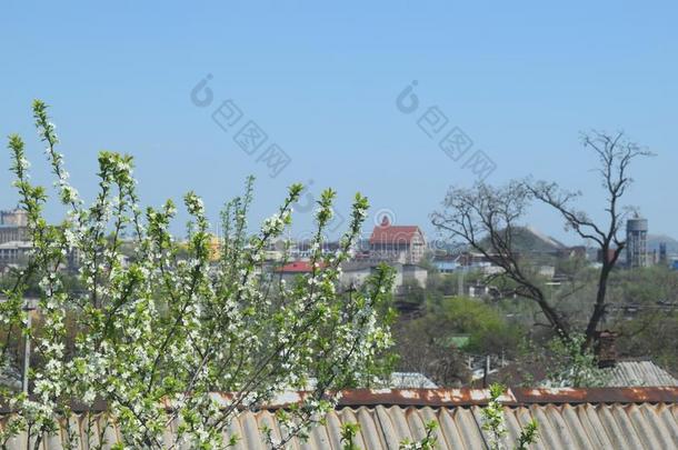 乡下的城市风景和树和自然背景