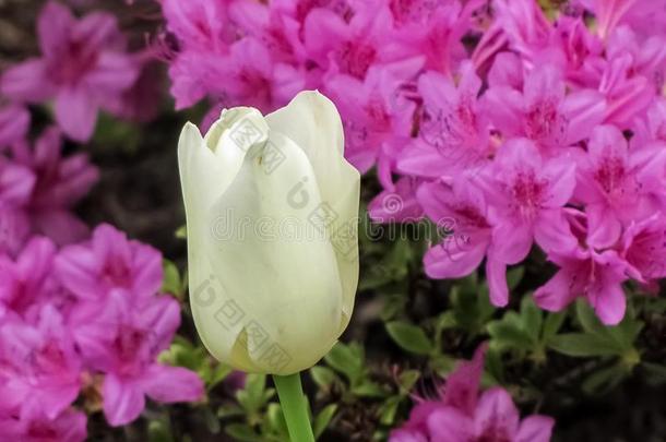 白色的郁金香和紫色的杜鹃花