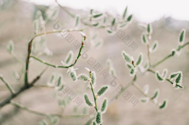 芽向树.春季自然背景.春季壁纸.spring春季