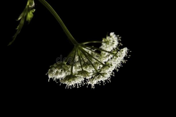 不明显的野生的花和小的白色的花s