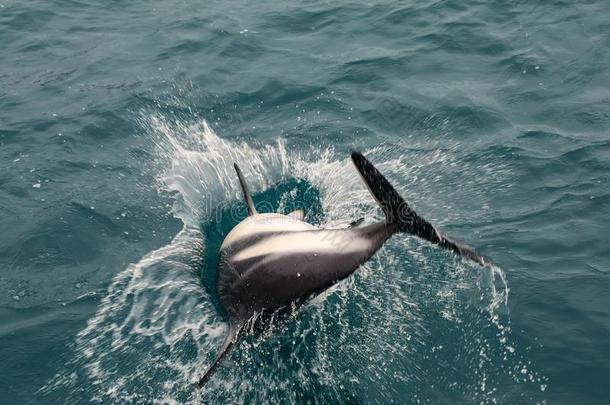 昏暗的海豚演奏采用指已提到的人洋在近处凯库拉,新的西兰岛