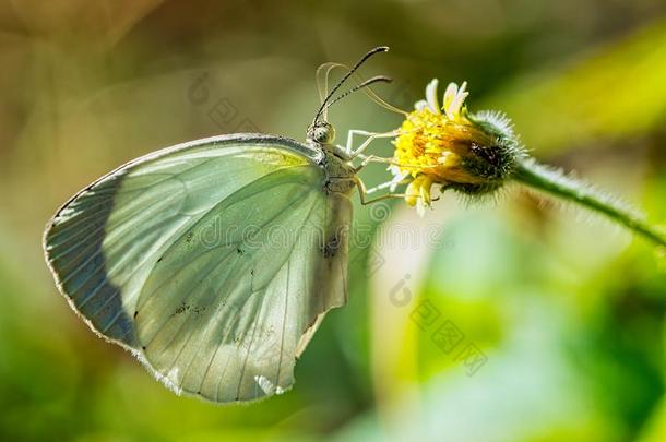 蝴蝶尤利玛北梭鱼-鳞翅类-向小的黄色的花wickets三柱门