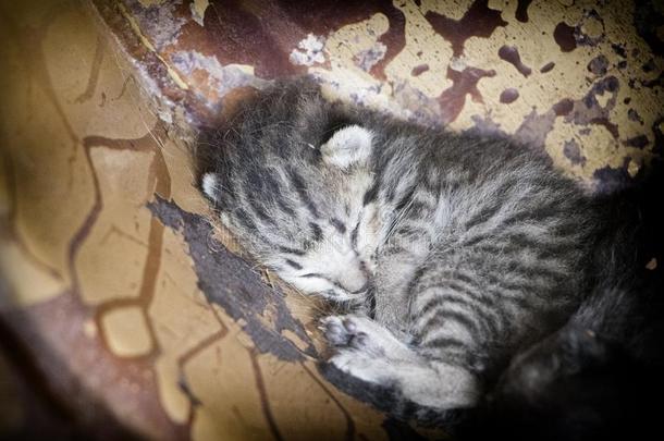 无家可归的小猫睡眠采用一铁器b采用.无家可归的猫观念