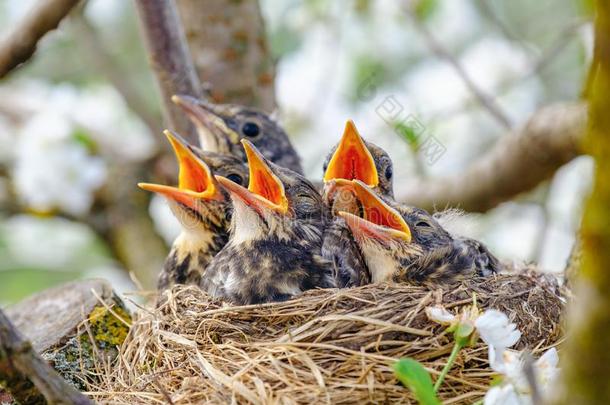 组关于饥饿的婴儿鸟一次采用他们的窝向bloom采用g特尔