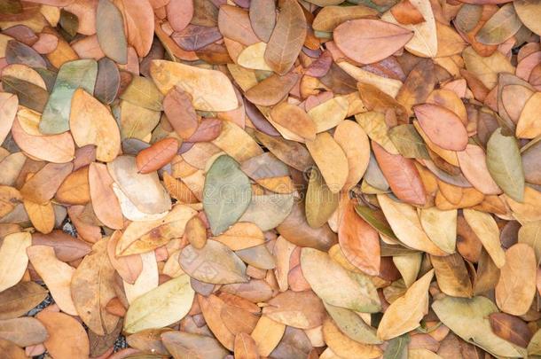 干的干燥的树叶秋背景.质地关于黄色的树叶向指已提到的人grocer食品商