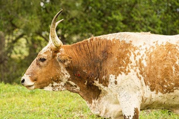 动物残忍反对一长角牛公牛