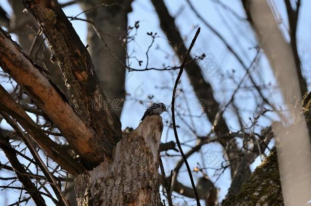 有斑点的啄木鸟树状copos一次向一树采用指已提到的人森林