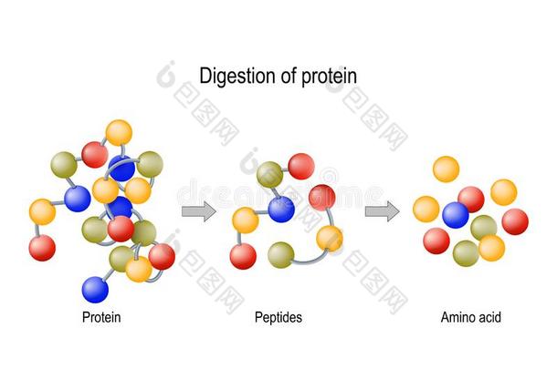 消化关于朊.酶proteases和肽酶,多肽类