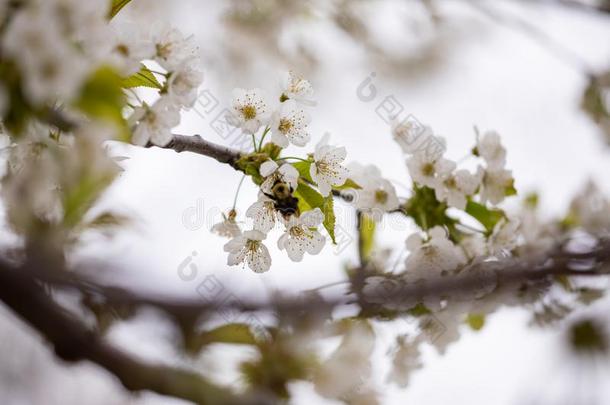 植物群春季季节黑的樱<strong>桃花树</strong>枝细枝