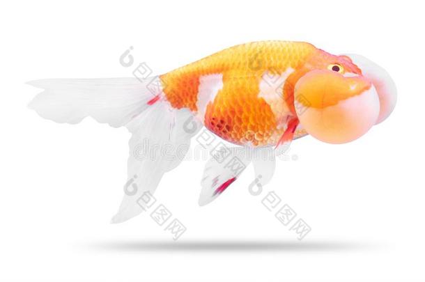 金色的鱼隔离的向白色的背景.Gold鱼和泡蛋黄