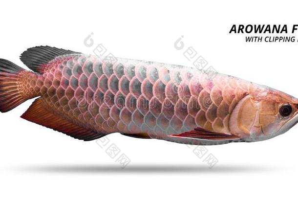 <strong>金龙鱼</strong>鱼隔离的向白色的背景.AustralianScientificIndustryAssociation澳大利亚科学工业协会物