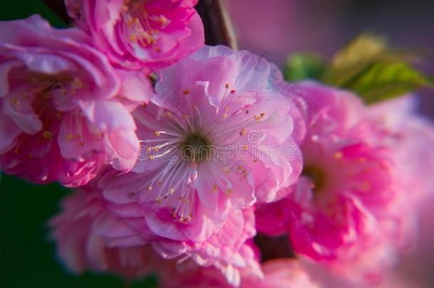 特写镜头关于树枝关于路易斯安那州美丽的粉红色的花向模糊的