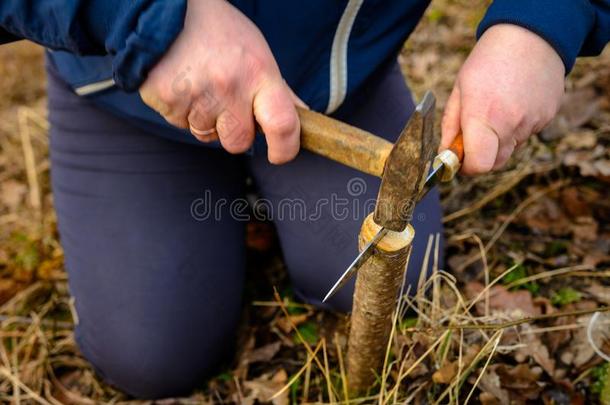 指已提到的人女人使一cr一ck采用指已提到的人新近将切<strong>开年</strong>幼的树为他的v一cc