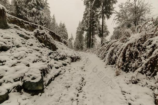 雪大量的路被环绕着的在旁边喜马<strong>拉雅</strong>雪松树采用喜马<strong>拉雅</strong>山脉