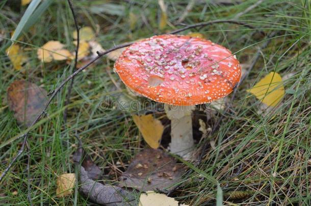 美丽的红色的-白色的飞蘑菇木耳向指已提到的人草采用指已提到的人森林