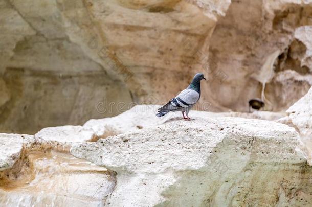 鸽子起立向指已提到的人岩石雕刻关于指已提到的人著名的特雷维佛多塔