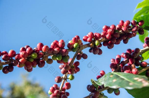 新鲜的红色的咖啡<strong>豆浆</strong>果豆背景.阿拉伯咖啡咖啡<strong>豆浆</strong>果