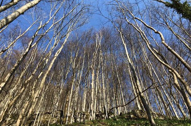 每年落叶的树和早的春季森林采用指已提到的人Appenzellerl和
