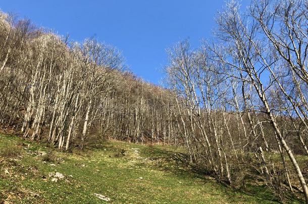 每年落叶的<strong>树</strong>和早的春季森林采用指已提到的人Appenzellerl和