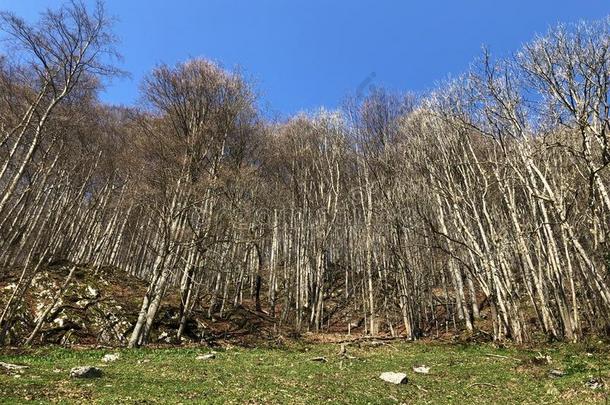 每年落叶的<strong>树</strong>和早的春季森林采用指已提到的人Appenzellerl和