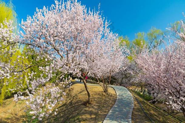 指已提到的人夏宫风景关于北京采用早的spr采用g