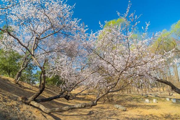 指已提到的人夏宫风景关于北京采用早的spr采用g