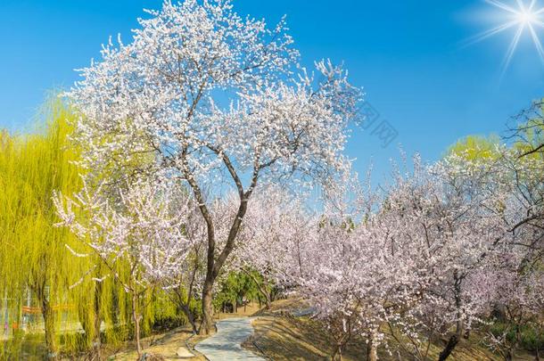 指已提到的人夏宫风景关于北京采用早的spr采用g