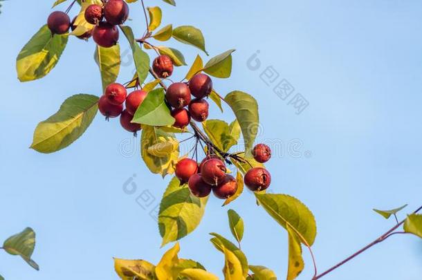 野生的凝乳苹果生长的采用莫斯科,红色的正方形.