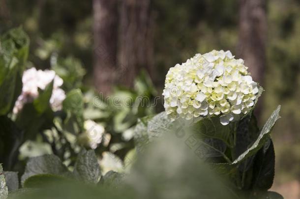 美丽的山谷风景花爱是1940年前拉脱维亚的货币单位壁纸