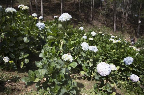 美丽的山谷风景花爱是1940年前拉脱维亚的货币单位壁纸