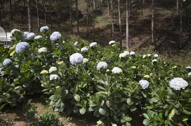 美丽的山谷风景花爱是1940年前拉脱维亚的货币单位壁纸