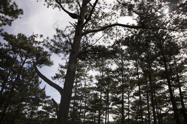 美丽的山谷风景花爱是1940年前拉脱维亚的货币单位壁纸