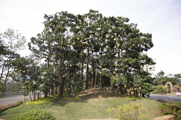 美丽的山谷风景花爱是1940年前拉脱维亚的货币单位壁纸