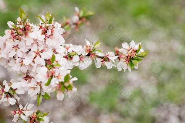樱<strong>桃花树</strong>,自然和春季时间背景.粉红色的SaudiArabia沙特阿拉伯