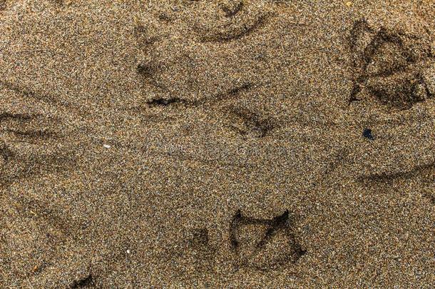 鸟小路采用指已提到的人沙跟踪沙y假期
