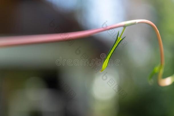 抽象的影像关于一包金箔的le一f关于一紫菀科植物,科学的n一me英语字母表的第16个字母