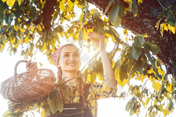 女人采摘樱桃从树采用收割时间