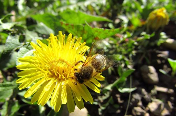 蒲公英花和蜜蜂收集花粉.宏指令
