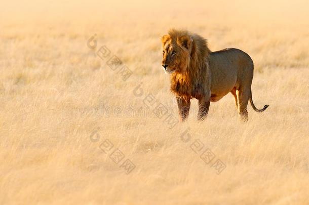 狮子走.肖像关于非洲的狮子,豹属狮子,详述关于大的