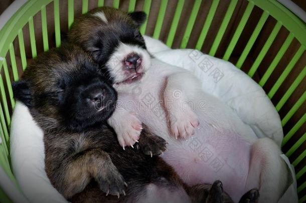两个小的小狗漂亮的是（be的三单形式睡眠.