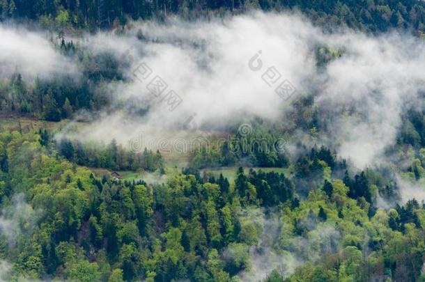 雾和云越过一森林山坡采用指已提到的人<strong>来自</strong>瑞士的alkali-treatedlipopolysaccharide碱处理的脂多糖