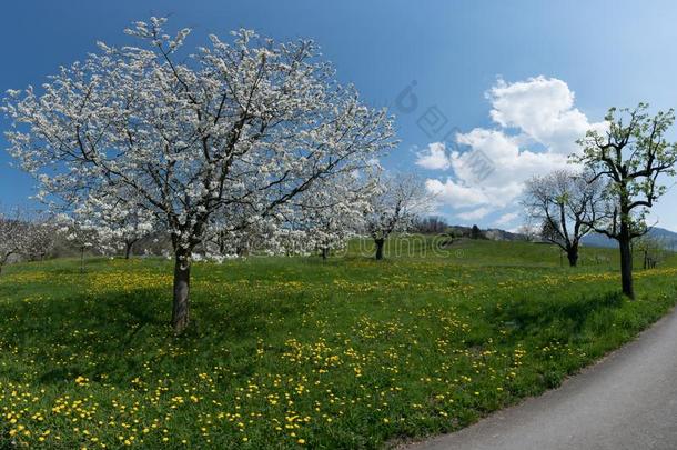 美丽的春季风景和绿色的田和开<strong>花谢</strong>尔河