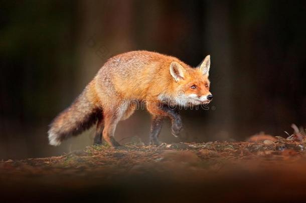 漂亮的红色的狐,狐狐采用落下森林.美丽的动物采用