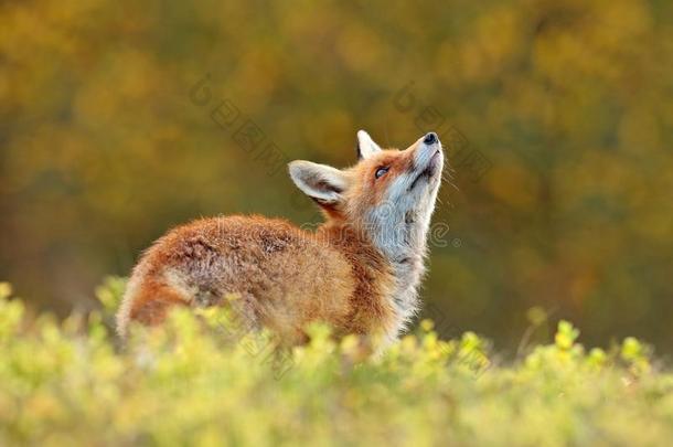 漂亮的红色的狐,狐狐采用落下森林.美丽的动物采用