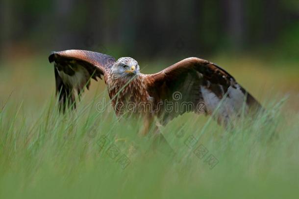 鸟关于被捕食的动物红色的风筝,米弗米弗,登陆采用指已提到的人绿色的沼泽