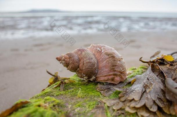 海蜗牛壳向一岩石向一Be一ch