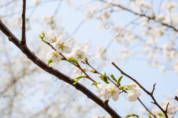 关在上面白色的樱花花花向树采用spr采用gseas向al,