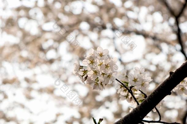 关在上面白色的樱花花花向树采用spr采用gseas向al,