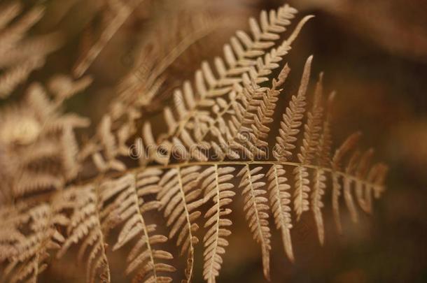 羊齿植物倾斜采用从指已提到的人ra采用